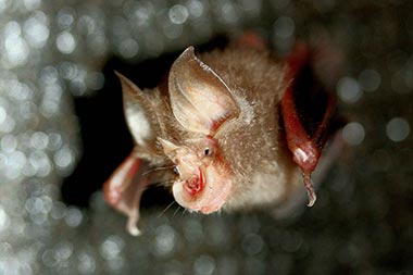 Lesser Horshoe Bat