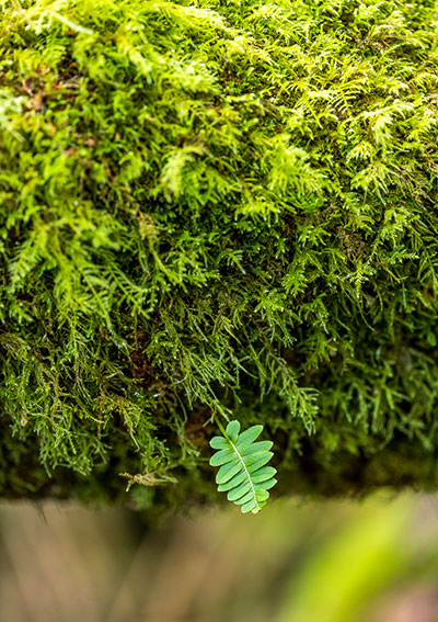 Delicate plant in moss