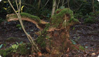 New features to find at Puzzlewood