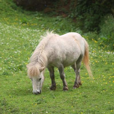 Our Shetland Pony