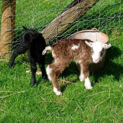 Our Soay Lambs