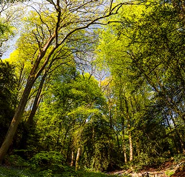 David Broadbent Photography at Puzzlewood