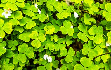 Wood Sorrel