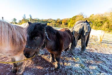 Puzzlewood Shetland Ponies