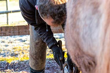 Puzzlewood Farrier