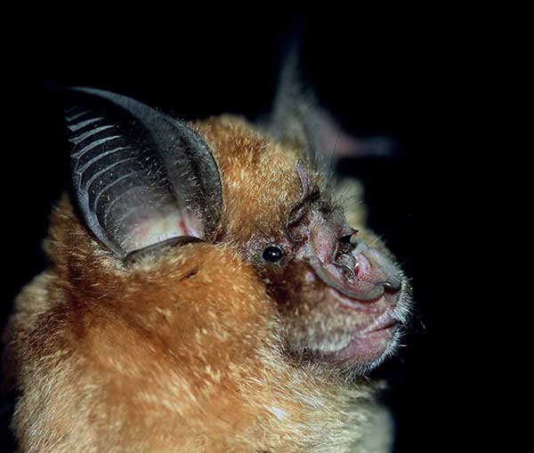 Greater Horseshoe Bat