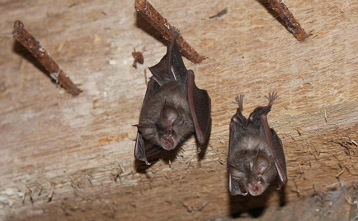 Lesser Horseshoe Bat