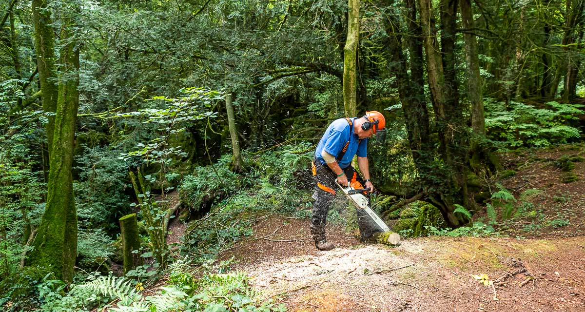 Meet Martyn, Puzzlewood’s tree surgeon