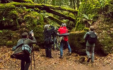 Photography Courses at Puzzlewood