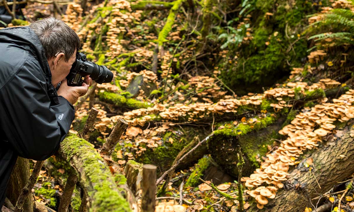 The Magic of Puzzlewood for the Photographer…