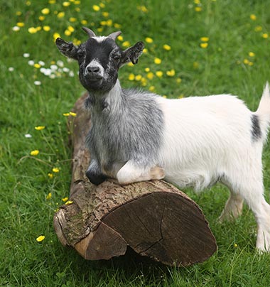 Pygmy Goat