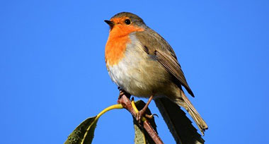 Robin