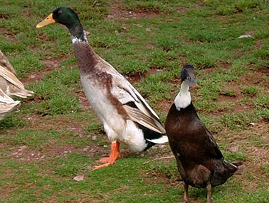 Indian Runner Ducks