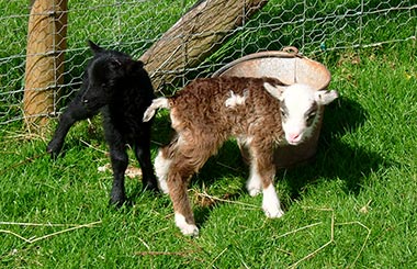 Soay Lambs