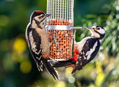 Woodpeckers